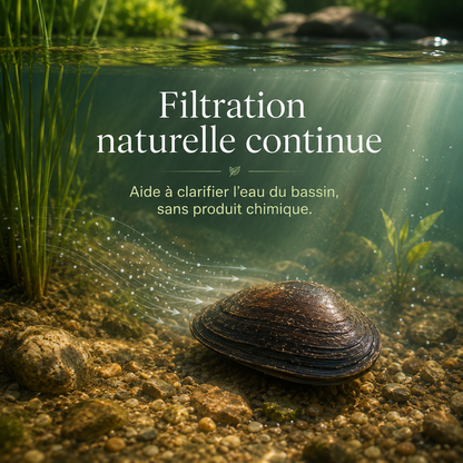 AquaPure Anodonte™ – Moules Filtrantes Naturelles pour Bassin